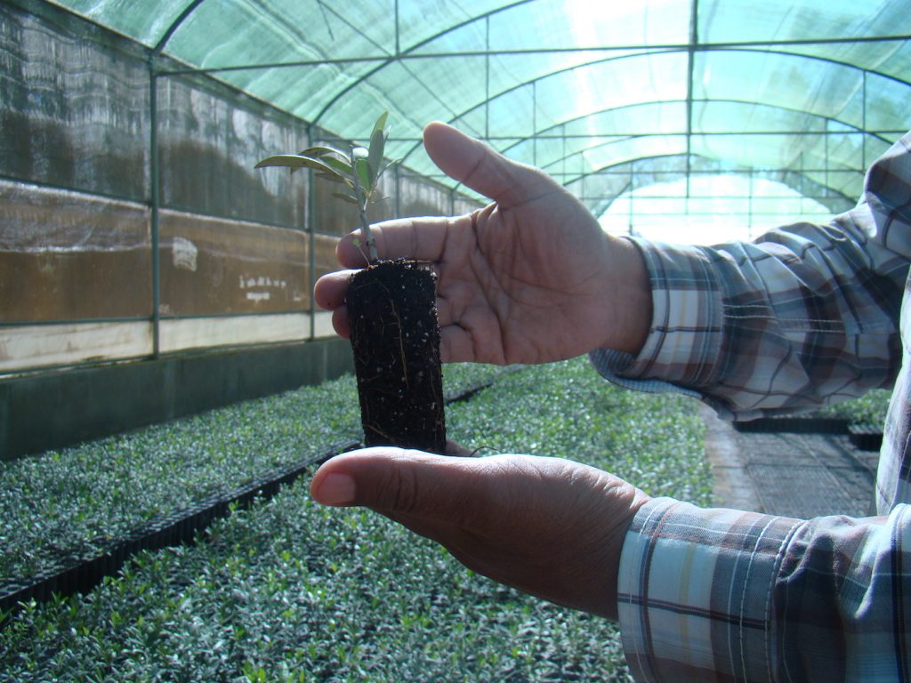 Depuis dix ans, Ali a lancé son projet le plus ambitieux : produire un million de plants d’oliviers par an (MyAlgeria)
