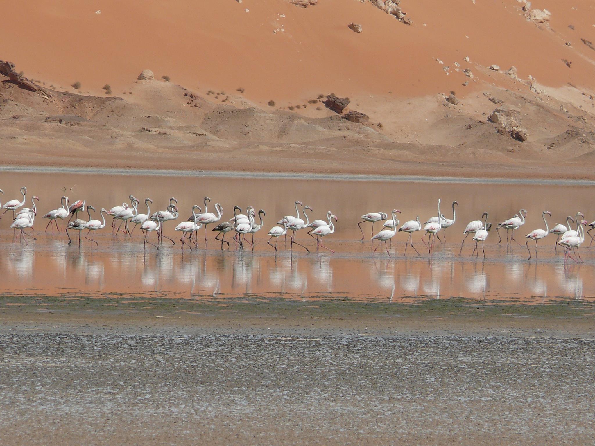 Plus de 5000 oiseaux migrateurs font une halte près d’El Menea