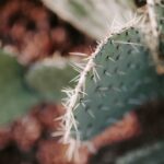 Cactus : des cosmétiques bio sourcés des champs de Kabylie
